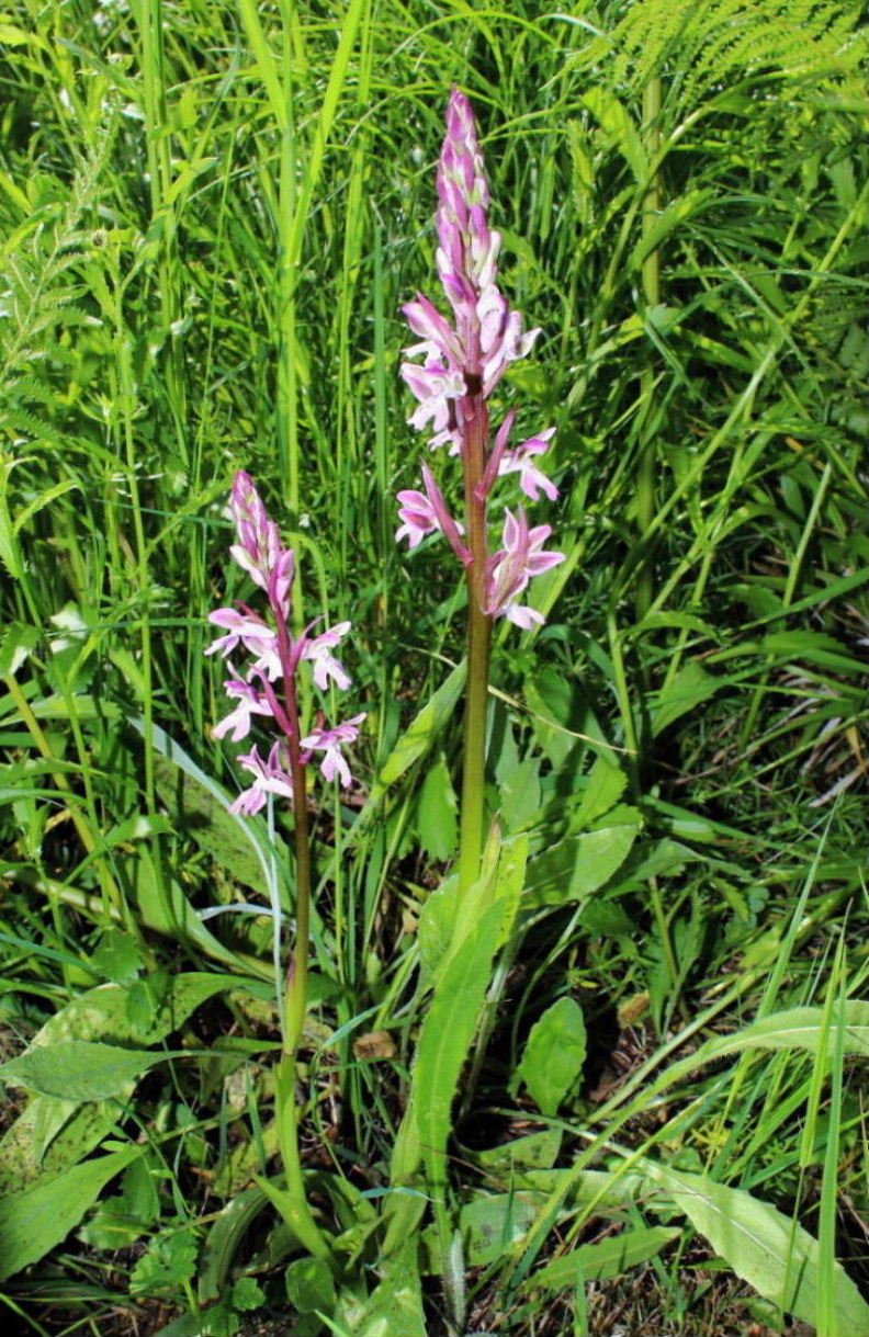 Orchis patens / Orchidea aperta